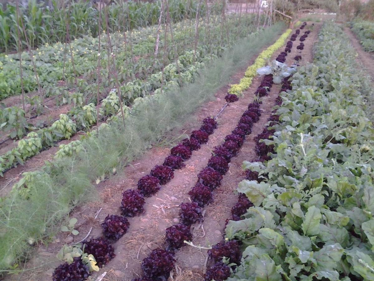 Casa Rural Finca Las Dulces Chío Екстериор снимка